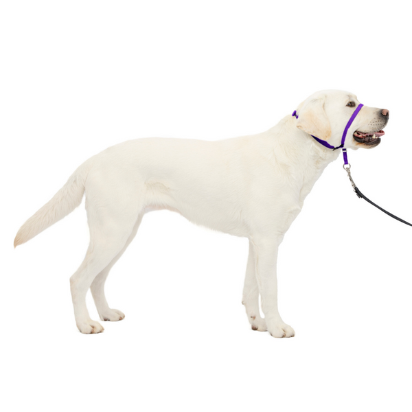 Petsafe Gentle Leader Quick Release Purple Headcollar for Dogs
