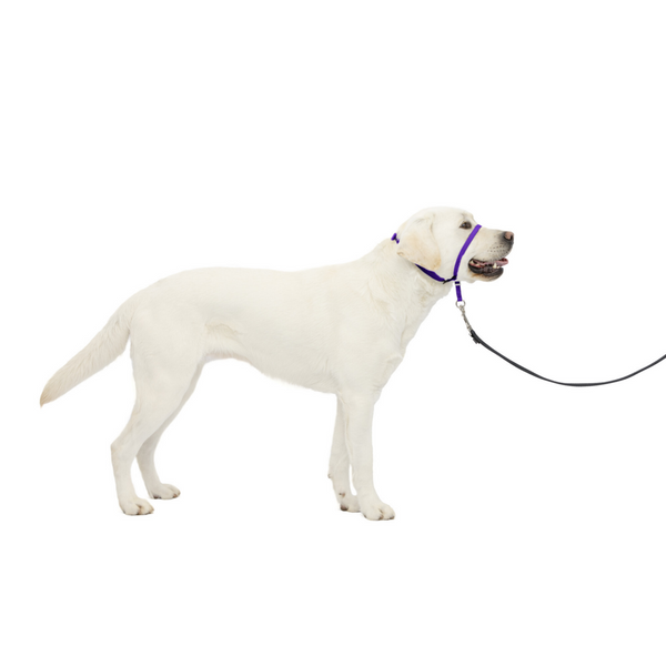 Petsafe Gentle Leader Quick Release Purple Headcollar for Dogs