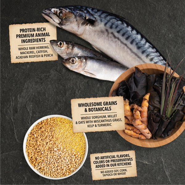 ACANA Wholesome Grains Sea to Stream Fish & Grains Recipe Dry Dog Food