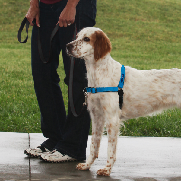 PetSafe Deluxe Easy Walk Ocean Blue & Black Dog Harness