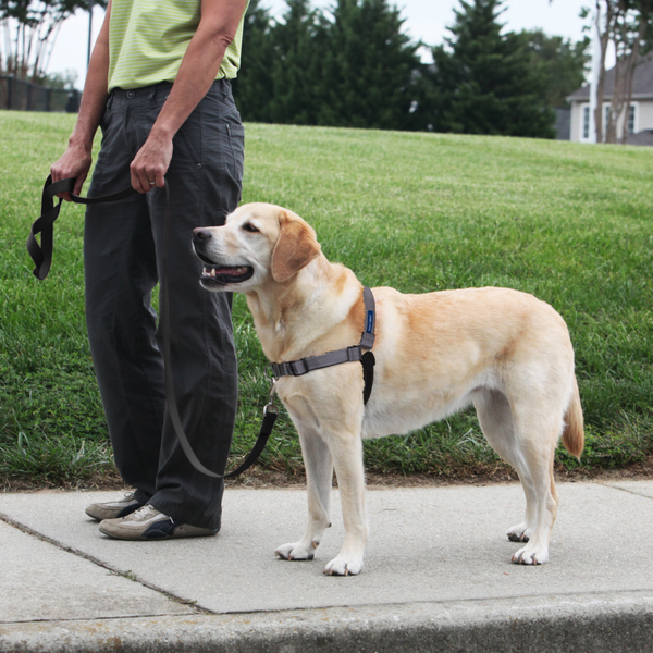 Deluxe Easy Walk Steel Dog Harness