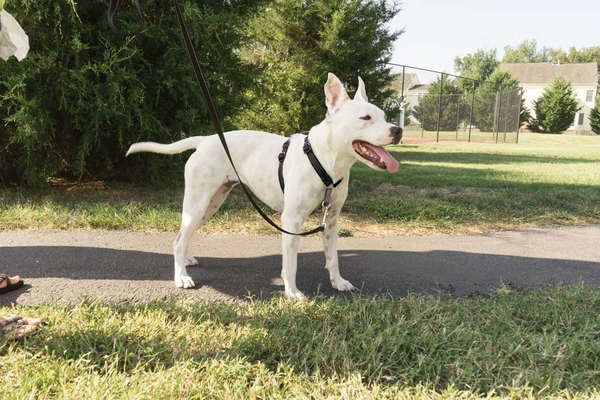PetSafe 3 in 1 Black Dog Harness