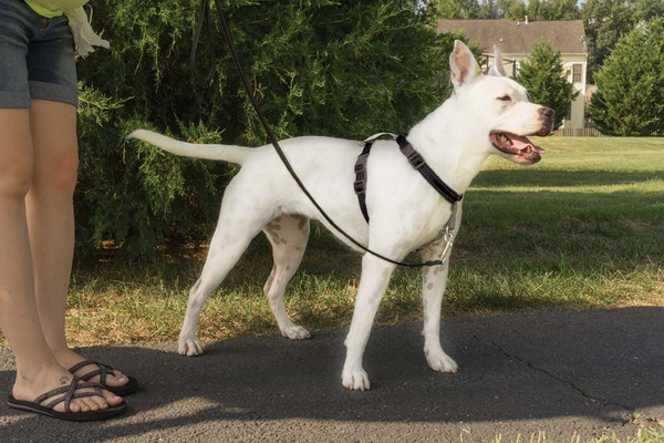 PetSafe 3 in 1 Black Dog Harness