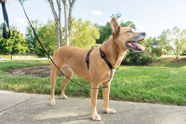 PetSafe 3 in 1 Black Dog Harness