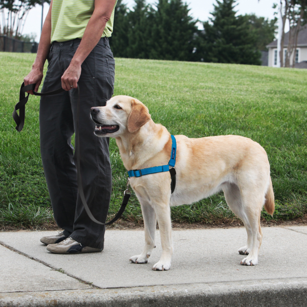 PetSafe Deluxe Easy Walk Ocean Blue & Black Dog Harness