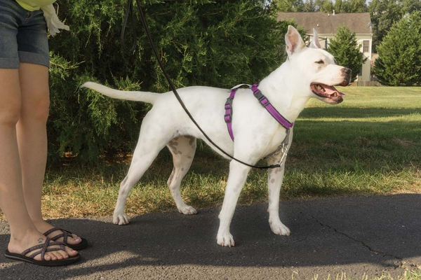 PetSafe 3 in 1 Plum Dog Harness