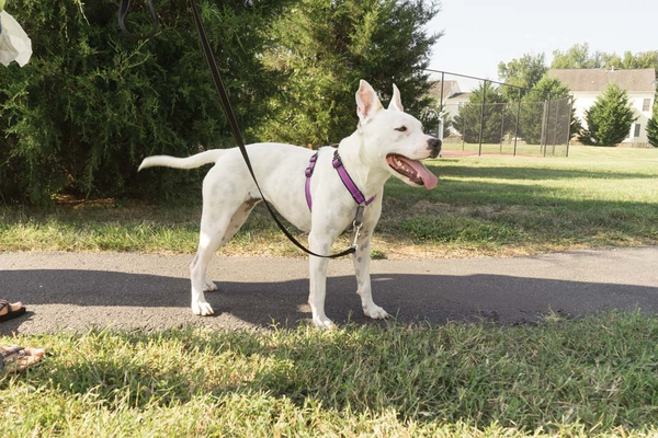 PetSafe 3 in 1 Plum Dog Harness