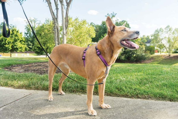 PetSafe 3 in 1 Plum Dog Harness