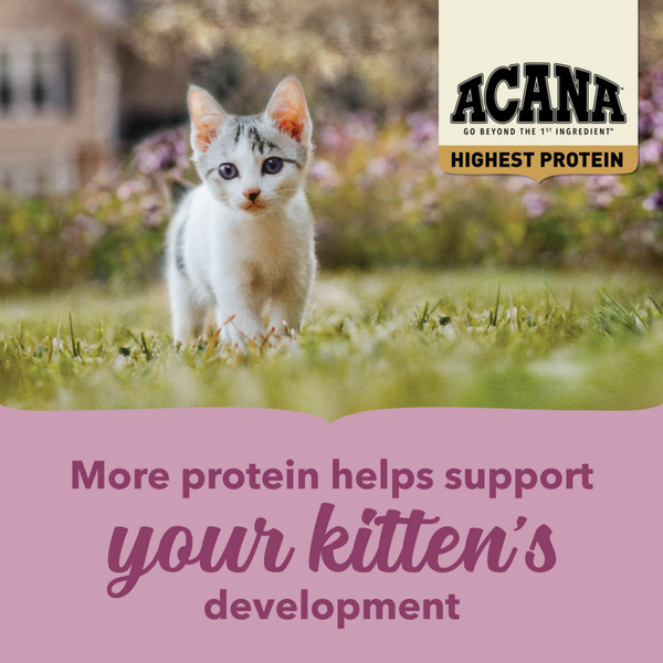 Acana Highest Protein Dry Food for Kittens