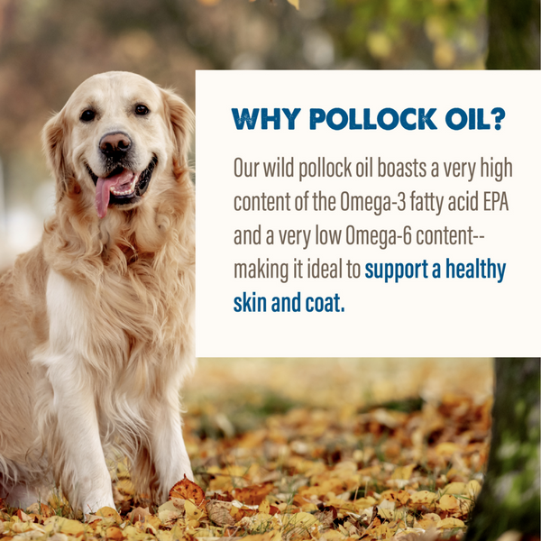 Grizzly Pollock Oil for Dogs